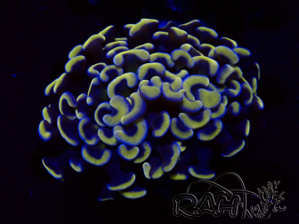 WYSIWYG Euphyllia ancora (Marikultur akklimatisiert unter LED) 8 (Skelett 6 cm/Geöffnet 12 cm)