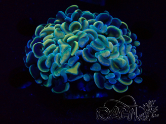 WYSIWYG Euphyllia ancora (Mariculture acclimaté sous LED) 18C4 (Skeleton 4 cm/Open 6 cm)