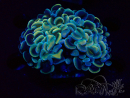 WYSIWYG Euphyllia ancora (Maricultured acclimated under LED) 7 (Skeleton 7 cm/Open 11 cm)