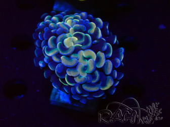 WYSIWYG Euphyllia ancora (Marikultur unter LED akklimatisiert) 6 (Skelett 5 cm / Geöffnet 10 cm)