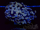 WYSIWYG Euphyllia ancora (Acclimated Mariculture under LED) 5 (Skeleton 7 cm/Open 11 cm)