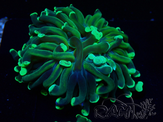 WYSIWYG Euphyllia ancora (Mariculture acclimaté sous LED) 18A1 (Skeleton 5.5 cm/Open 7 cm)