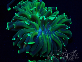 WYSIWYG Euphyllia ancora (Mariculture acclimaté sous LED) 18A2 (Skeleton 5.5 cm/Open 7 cm)