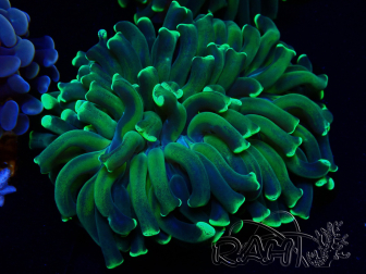 WYSIWYG Euphyllia ancora (Mariculture acclimated under LED) 11 (Skeleton 7 cm/Open 12 cm)