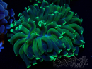 WYSIWYG Euphyllia ancora (Mariculture acclimated under LED) 11 (Skeleton 7 cm/Open 12 cm)