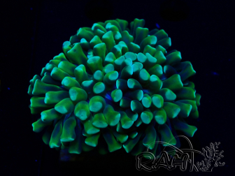 WYSIWYG Euphyllia ancora (Mariculture acclimaté sous LED) 18A4 (Skeleton 4 cm/Open 6 cm)