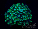 WYSIWYG Euphyllia ancora (Mariculture acclimaté sous LED) 18A4 (Skeleton 4 cm/Open 6 cm)