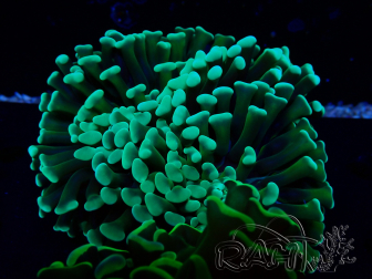WYSIWYG Euphyllia ancora (Mariculture acclimaté sous LED) 18A5 (Skeleton 5 cm/Open 7 cm)