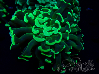 WYSIWYG Euphyllia ancora (Mariculture acclimaté sous LED) 18A6 (Skeleton 4 cm/Open 6 cm)