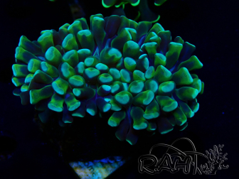 WYSIWYG Euphyllia ancora (Mariculture acclimaté sous LED) 18B1 (Skeleton 4.5 cm/Open 6 cm)