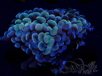 WYSIWYG Euphyllia ancora (Maricultura aclimatada bajo LED) 16 (Esqueleto 5 cm/Abierto 9 cm)