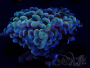 WYSIWYG Euphyllia ancora (Maricultura aclimatada bajo LED) 16 (Esqueleto 5 cm/Abierto 9 cm)