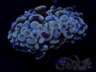 WYSIWYG Euphyllia ancora (Mariculture acclimaté sous LED) 18B3 (Skeleton 5 cm/Open 7 cm)