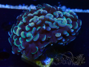 WYSIWYG Euphyllia ancora (Mariculture acclimaté sous LED) 18B4 (Skeleton 4.5 cm/Open 7 cm)