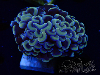 WYSIWYG Euphyllia ancora (Mariculture acclimaté sous LED) 18B5 (Skeleton 3.5 cm/Open 5 cm)