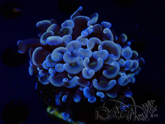 WYSIWYG Euphyllia ancora (Marikultur akklimatisiert unter LED) 8 (Skelett 6 cm/Geöffnet 12 cm)