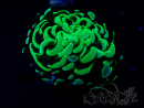 WYSIWYG Euphyllia ancora (Mariculture acclimaté sous LED) 18D1 (Skeleton 4 cm/Open 5.5 cm)