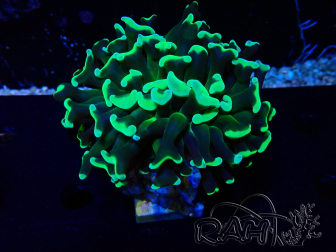 WYSIWYG Euphyllia ancora (Mariculture acclimaté sous LED) 18C6 (Skeleton 5.5 cm/Open 7 cm)