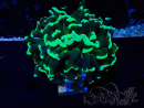 WYSIWYG Euphyllia ancora (Mariculture acclimaté sous LED) 18C6 (Skeleton 5.5 cm/Open 7 cm)