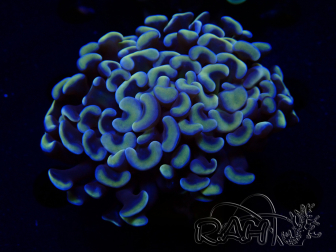 WYSIWYG Euphyllia ancora (Mariculture acclimaté sous LED) 18C5 (Skeleton 4 cm/Open 6 cm)