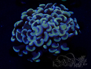 WYSIWYG Euphyllia ancora (Mariculture acclimaté sous LED) 18C5 (Skeleton 4 cm/Open 6 cm)