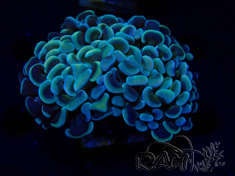 WYSIWYG Euphyllia ancora (Maricultured acclimated under LED) 7 (Skeleton 7 cm/Open 11 cm)