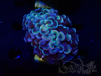 WYSIWYG Euphyllia ancora (Mariculture acclimaté sous LED) 18C3 (Skeleton 4 cm/Open 5.5 cm)