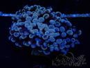 WYSIWYG Euphyllia ancora (Mariculture acclimaté sous LED) 18C2 (Skeleton 4.5 cm/Open 6.5 cm)