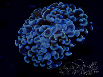 WYSIWYG Euphyllia ancora (Mariculture acclimaté sous LED) 18C1 (Skeleton 4 cm/Open 6 cm)
