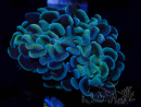 WYSIWYG Euphyllia ancora (Mariculture acclimaté sous LED) 18B6 (Skeleton 4 cm/Open 7.5 cm)