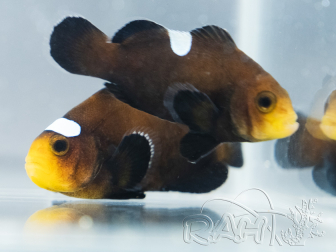 Amphiprion ocellaris Black Domino Zucht Frankreich ACDP 3–4 cm