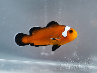 Amphiprion ocellaris Mocha Domino élevage France ACDP 3-5 cm