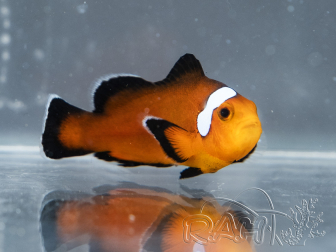 Amphiprion ocellaris Mocha Domino élevage France ACDP 3-5 cm