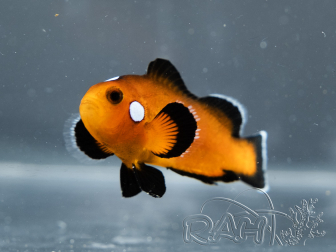 Amphiprion ocellaris Mocha Domino élevage France ACDP 3-5 cm