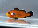 Amphiprion ocellaris Mocha Domino élevage France ACDP 3-5 cm
