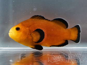 Amphiprion ocellaris Mocha Naked élevage France ACDP 3-5 cm