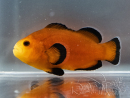 Amphiprion ocellaris Mocha Naked kweek Frankrijk ACDP 3-5 cm