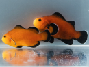 Amphiprion ocellaris Mocha Naked allevamento Francia ACDP 3-5 cm
