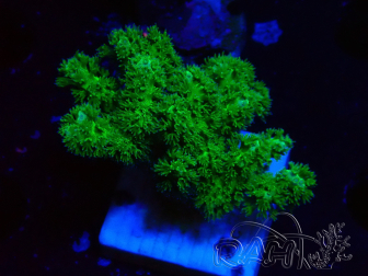 WYSIWYG Pocillopora damicormis jaune vert