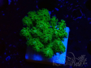 WYSIWYG Pocillopora damicornis giallo verde