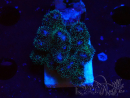 WYSIWYG Pocillopora damicornis rosa