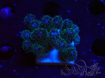 WYSIWYG Pocillopora damicornis rosa
