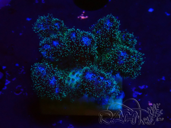 WYSIWYG Pocillopora damicornis  rose