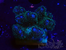 WYSIWYG Pocillopora damicornis  rose