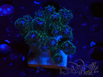 WYSIWYG Pocillopora damicornis  rose