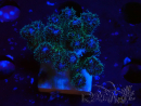 WYSIWYG Pocillopora damicornis  rose