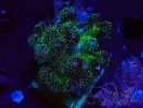 WYSIWYG Pocillopora damicormis Gold insane