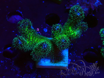 WYSIWYG Pocillopora damicormis Oro folle