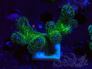 WYSIWYG Pocillopora damicormis Gold insane