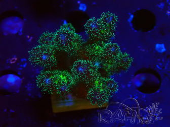 WYSIWYG Pocillopora damicormis Gold insane 1D6